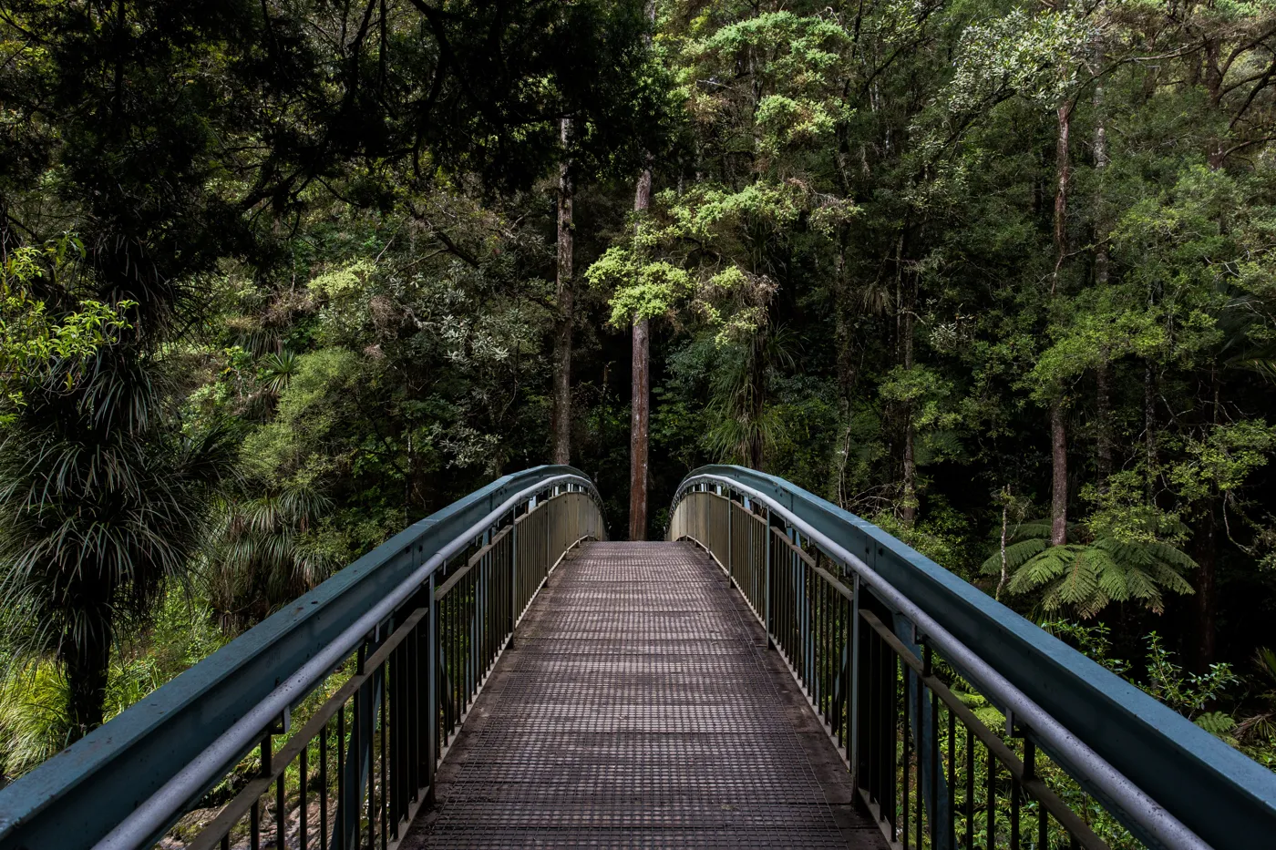 A wooden footbridge leading into a green forest